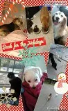 Low Rate Pet Sitting and Boarding...Available for the Holidays