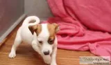 Jack Russel puppies double registered akc and ckc
