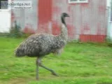 Breeding pair of Emus