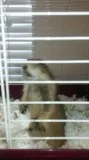 Prairie Dog- Female