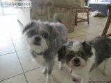247 Dog Sitting In Our Home -Pampered Pooches Pet Services