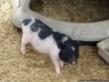 TINY Adorable Tea-Cup Piglets