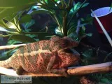  Male Panther Chameleon (Ambilobe9mo) w Cage Automatic Misting S