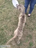 free sweet Brindle needs home