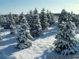 CHRISTMAS TREES FOR SALE