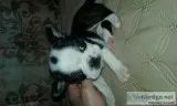 Boston terrier puppie
