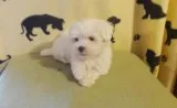 Feesy Teacup maltese puppies