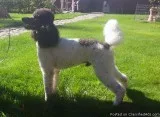 Moyen poodle for stud