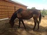Iris - Female Paso FinoTennessee Walking Horse