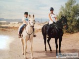 Horseback Riding Lessons and Training