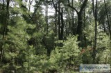 Possible LAND CONTRACT on 5 acres near Lake Petenwell CAMPING AL