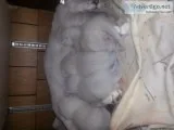 Snowshoe Siamese kittens