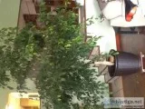 Large indoor house plant