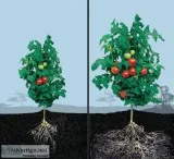 Mycorrhizae for your gardenhouse plants