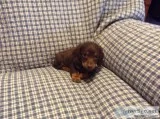 AKC mini dachshund long haired puppies