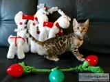 Bengal kittens tica registered