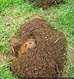 Are Gophers Destroying Your Lawn