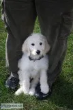 Goldendoodle puppies coming In January