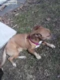 looking for a free pup for my wife