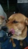 LabsLab crosses.Rescue dogspuppies.
