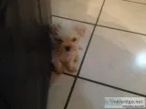Sprocket - Male Havanese Mix