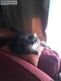 1 OR 2 CATS FREE LOVING
