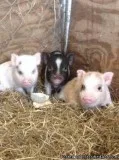 Minaiture Potbelly Piglets