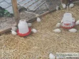 texas a and m white quail