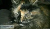 Missing long haired calico