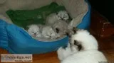 Himalayan kittens Blue point and Seal point