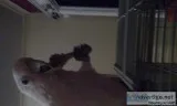 goffin cockatoo
