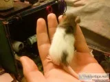 Rats up for adoption
