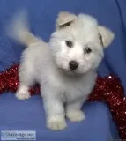 squirt huskybichon mix male