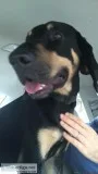 Found blackbrown hound dog