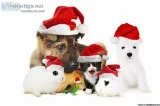 A pet salon Grooming and Boarding