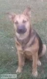 LOST GERMAN SHEPAHARD