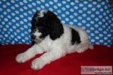 Conner Standard Poodle