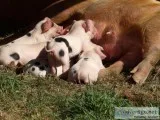 Double Registered PigsGlouchestershir e Old Spot Piglets Pork
