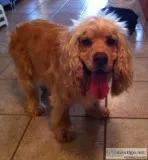 FOUND Male Tan Cocker Spaniel wearing a bow tie collar