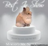 SUPER TINY Lionhead bunniesrabbits- Less than 2 12 lbs full grow
