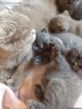 BRITISH SHORT HAIR kittens for sale blue and blue bicolour 3 boy
