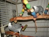 African Grey Congo Babies for Great Homes and Families