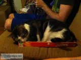 Lost cat- Harry