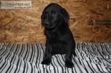 Ruby Black Female Lab