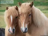 Horse Transport Brisbane
