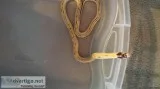 King Snakes for Sale