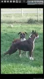 boxer 12 and 34 European