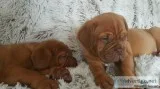 two Top Show Lone Quality Douge De Bordeux