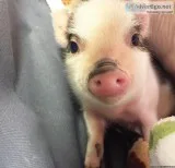 Mini Pigs Christmas Special 40% off