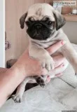 Beautiful Chunky Show Quality Pug Pups For Sale